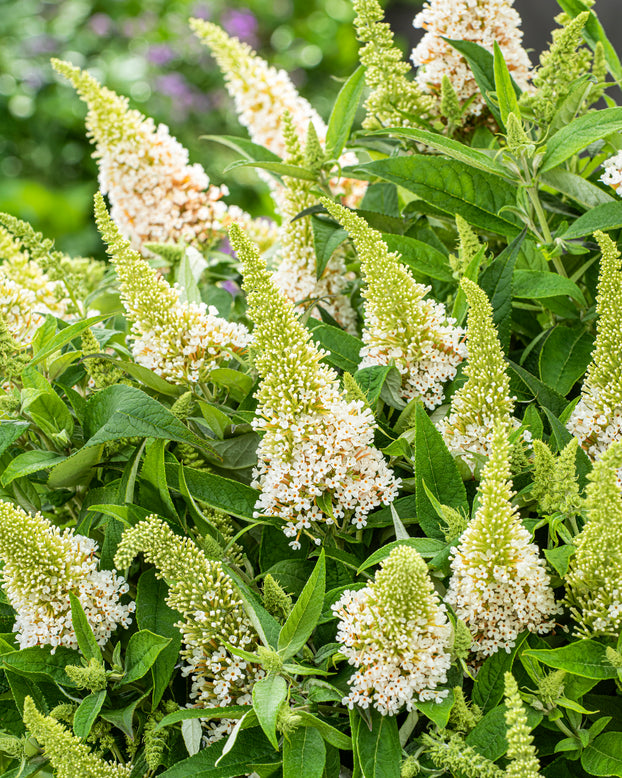 Buddleja 'Little White'