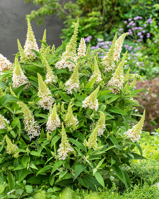 Buddleja 'Little White'