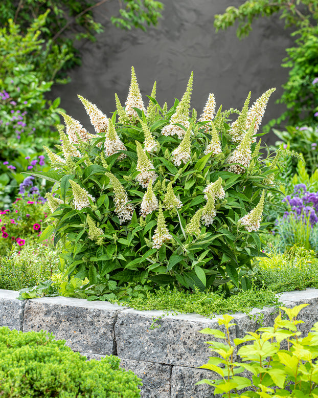 Buddleja 'Little White'