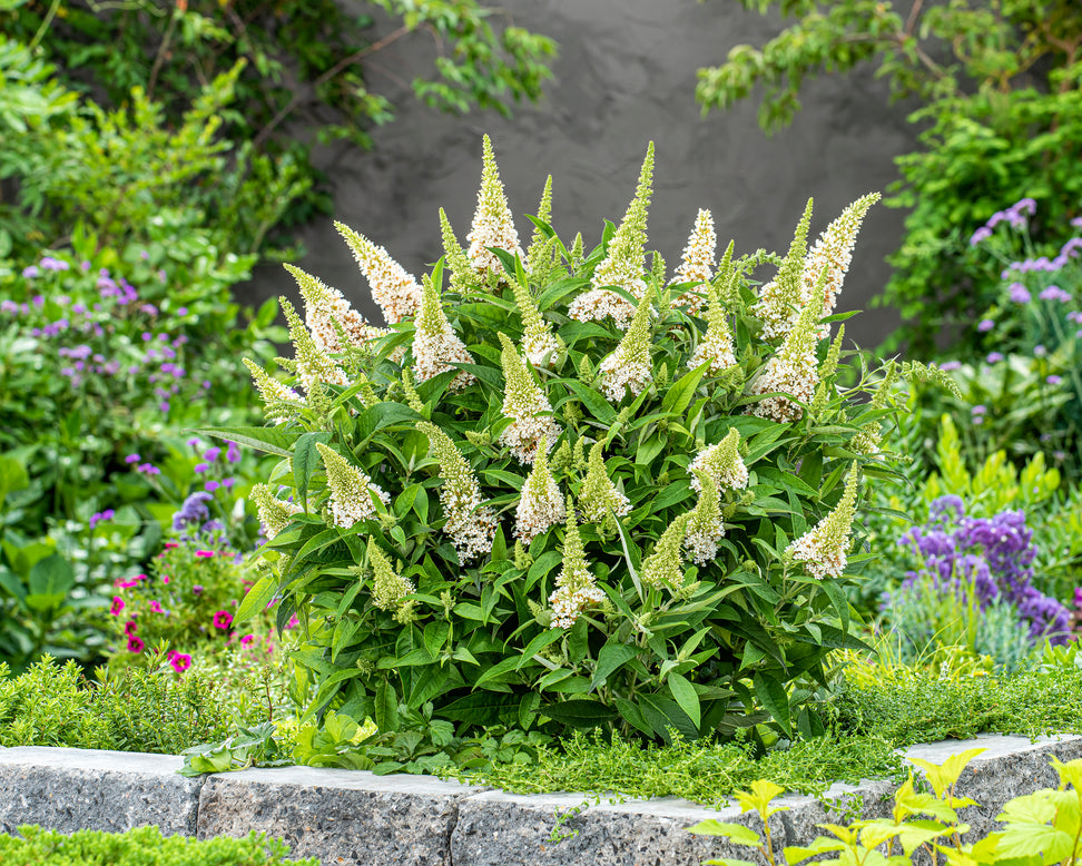 Buddleja 'Little White'