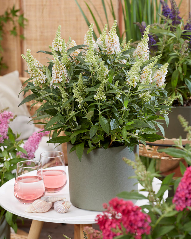 Buddleja 'Little White'