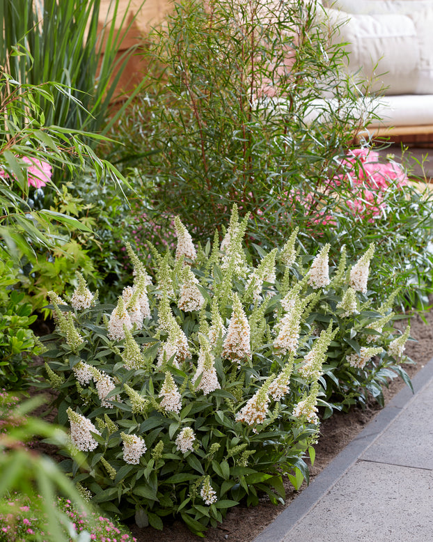 Buddleja 'Little White'