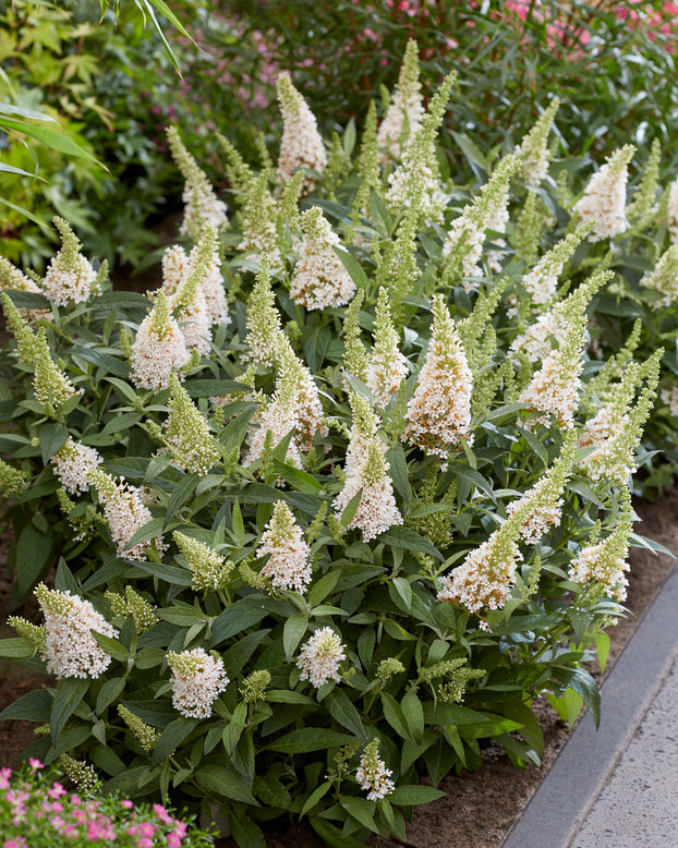 Buddleja 'Little White'