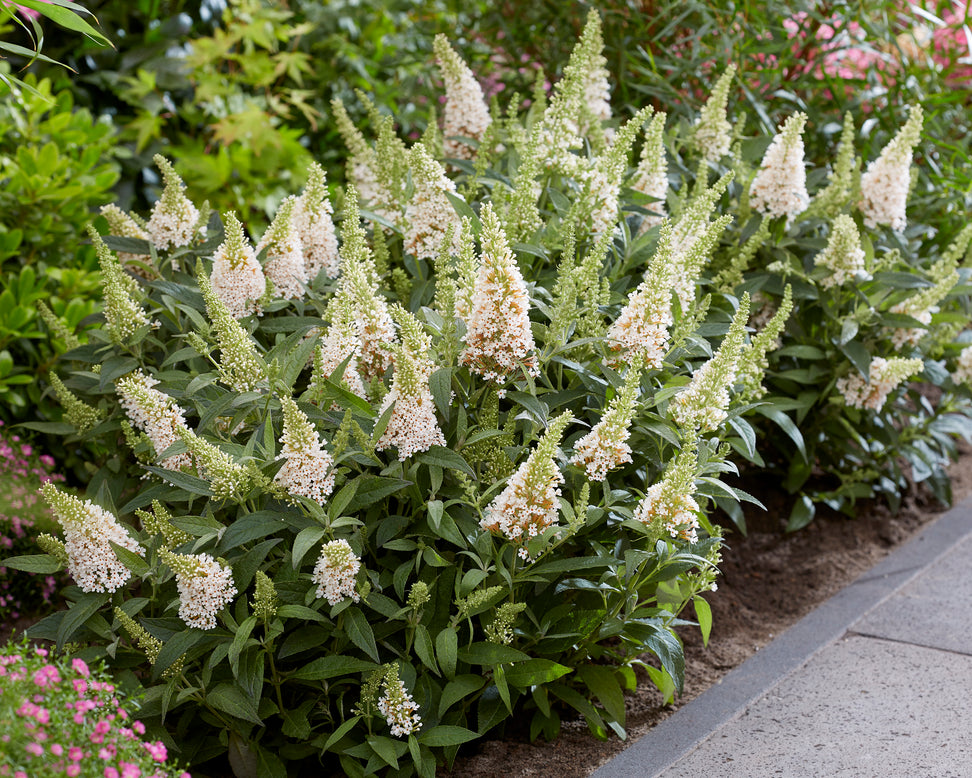 Buddleja 'Little White'