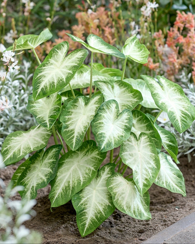 Caladium 'Aaron'