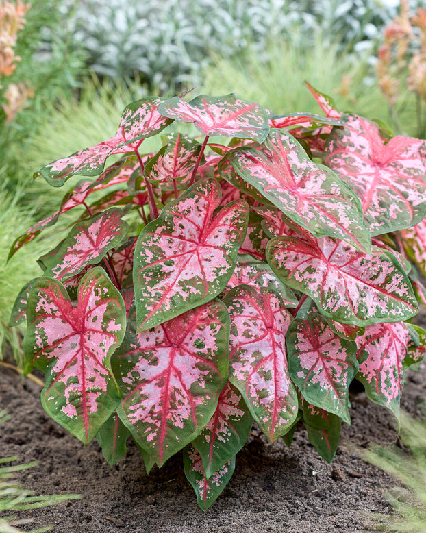 Caladium 'Carolyn Whorton'