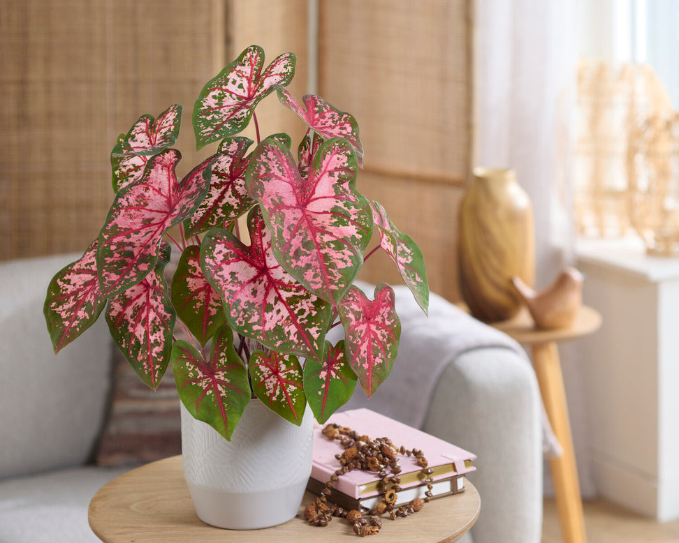 Caladium 'Carolyn Whorton'