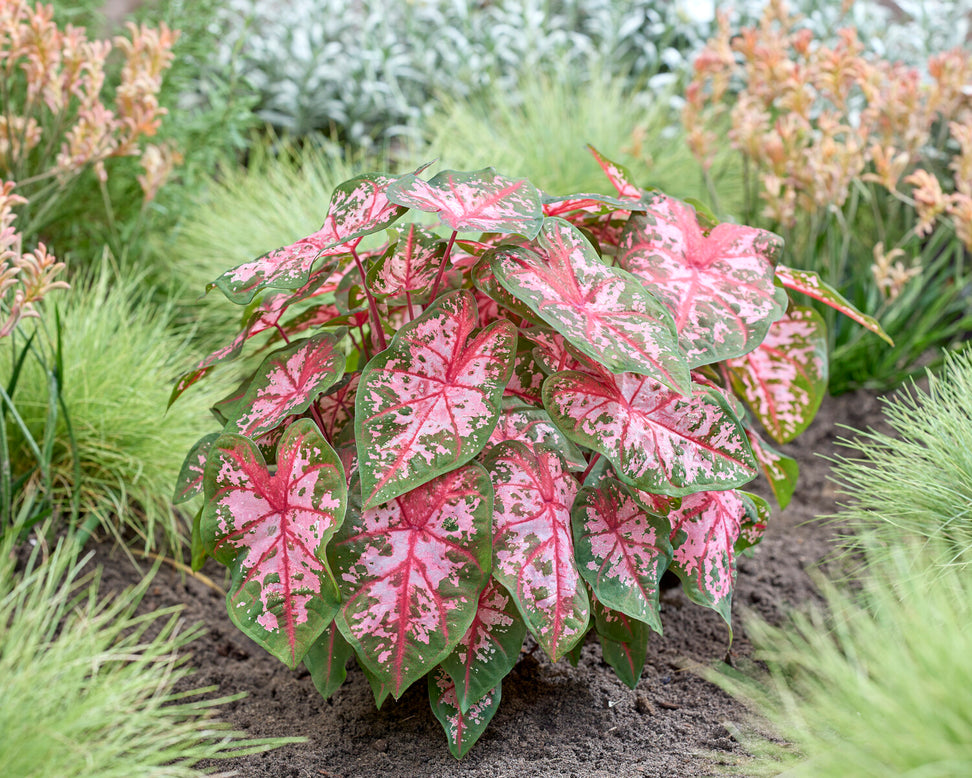 Caladium 'Carolyn Whorton'