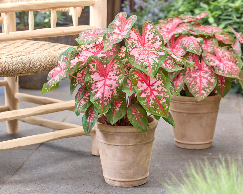 Caladium 'Carolyn Whorton'