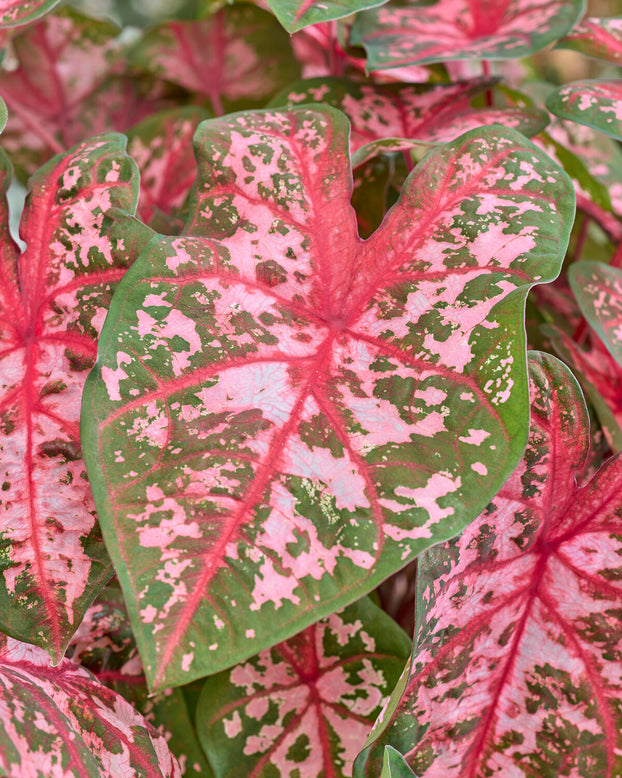 Caladium 'Carolyn Whorton'