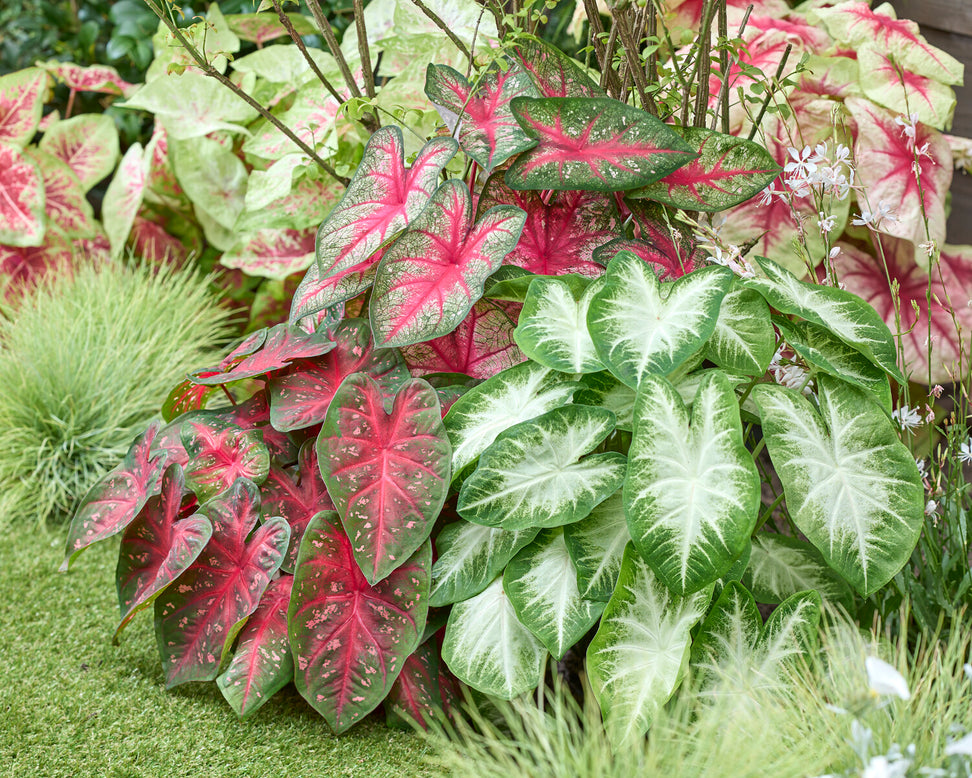 Caladium 'Fancy Mix'