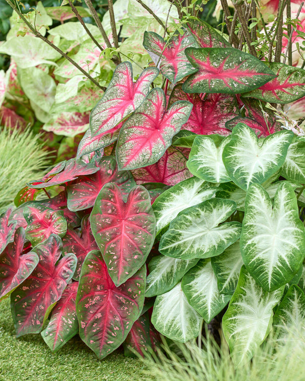 Caladium 'Fancy Mix'