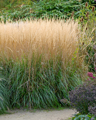 Calamagrostis 'Karl Foerster'