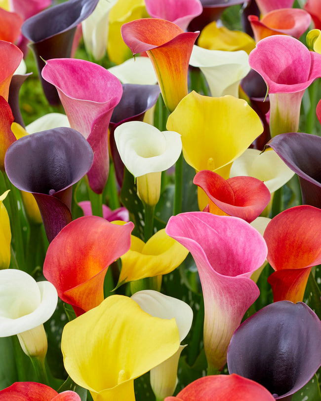 Calla 'Pink Jewel' bulbs — Buy online at Farmer Gracy UK