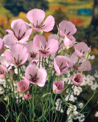 Calochortus bulbs