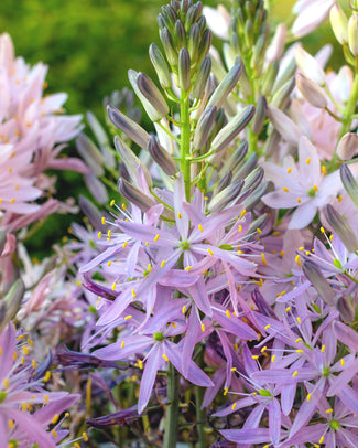 Camassia leichtlinii 'Aurora'