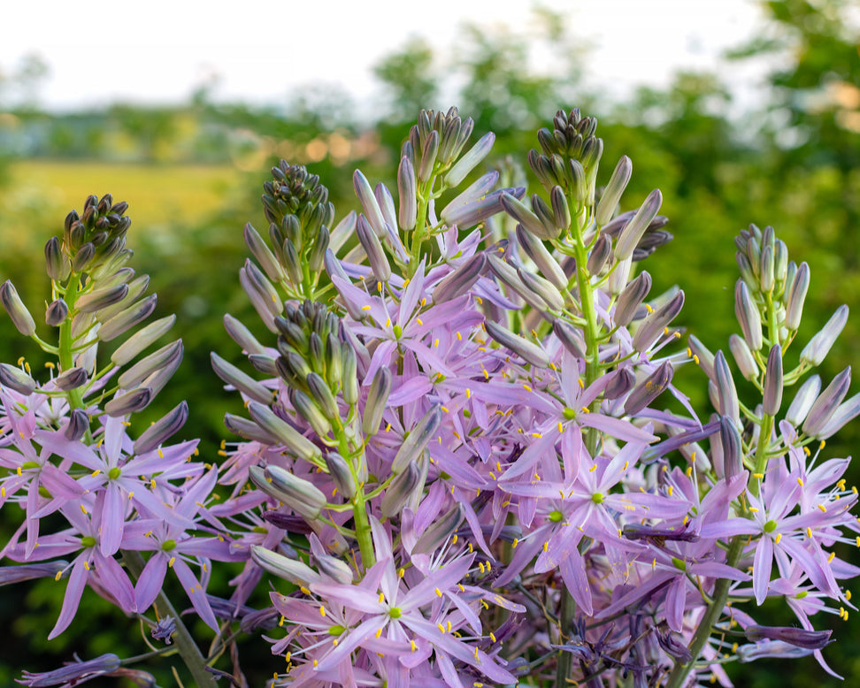 Camassia leichtlinii 'Aurora'