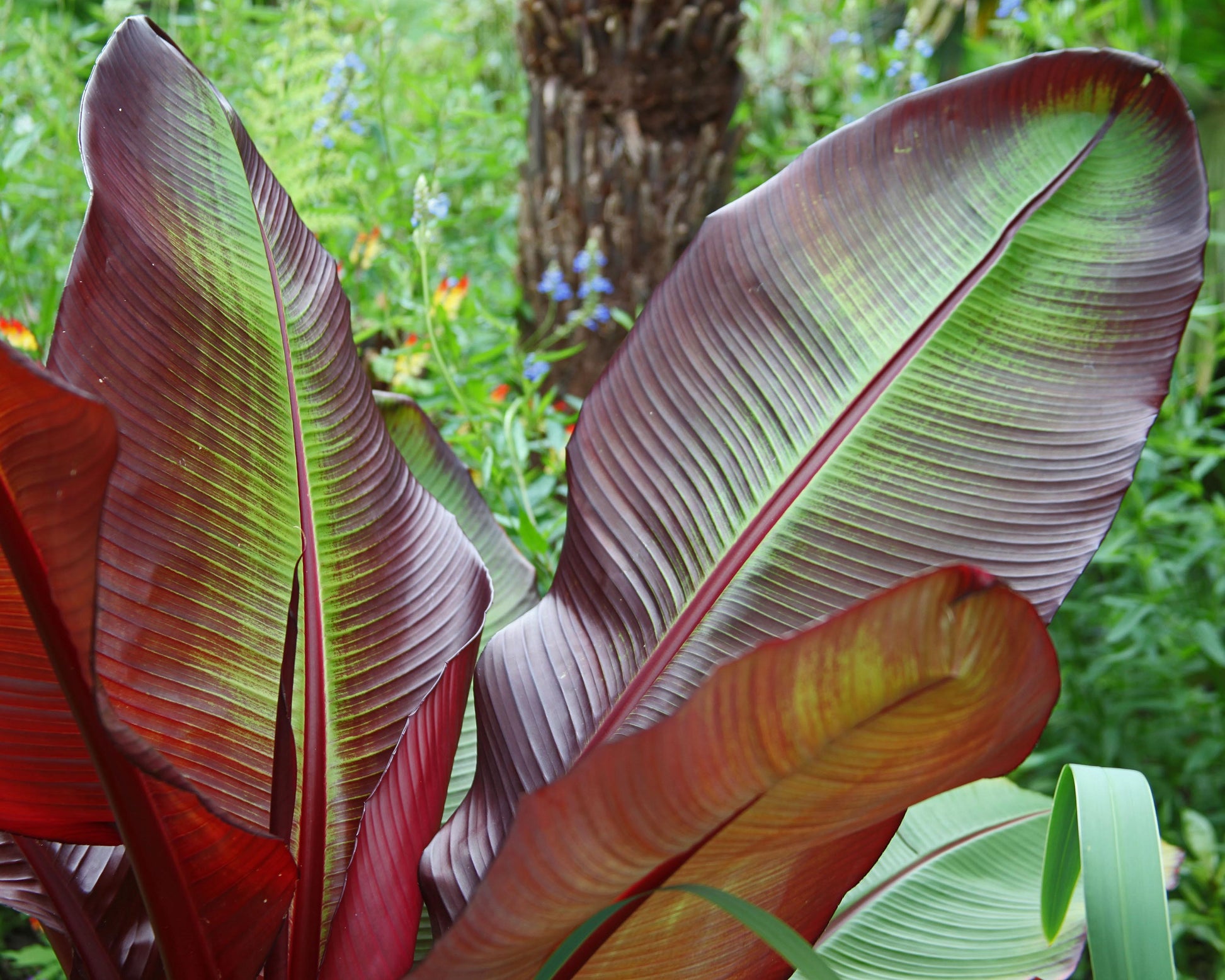 Canna Indica 'Red Stripe' Rhizomes — Buy Indian Shot Plants Online At ...