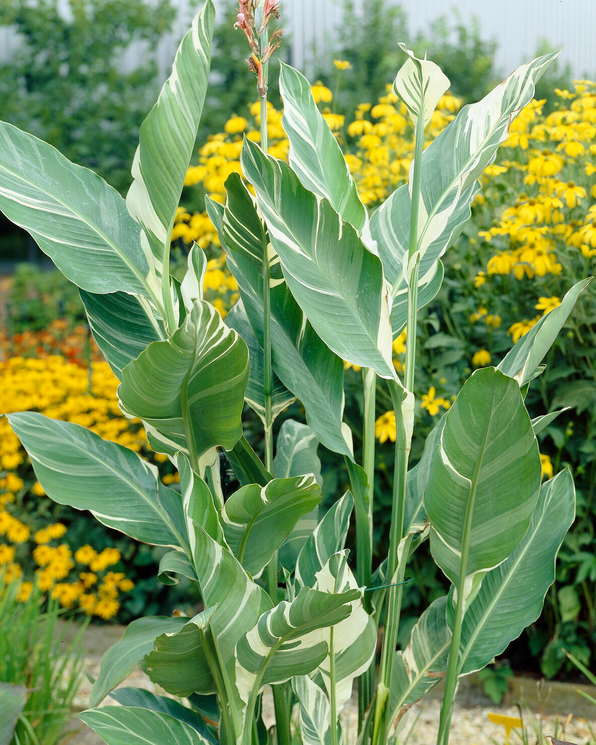 Canna Collection 'Lush Leaves' Rhizomes — Buy Online At Farmer Gracy UK