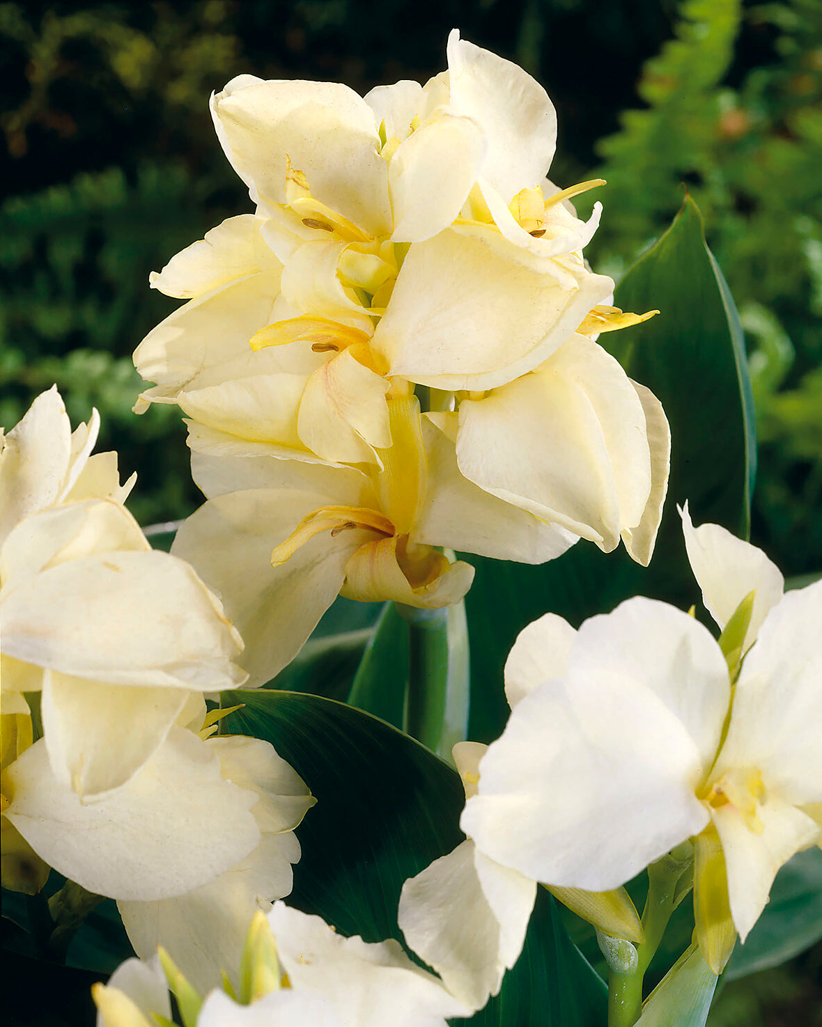 Canna 'Vanilla Cream' Rhizomes — Buy Online At Farmer Gracy UK