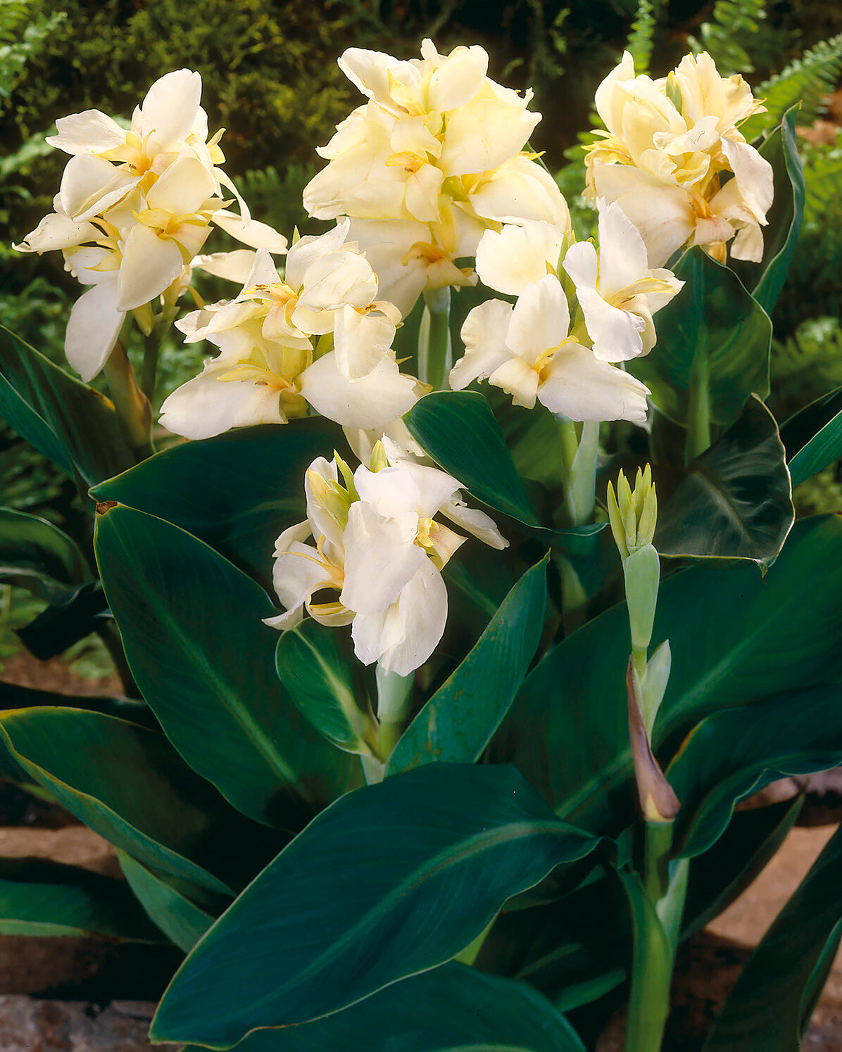 Canna 'Vanilla Cream' Rhizomes — Buy Online At Farmer Gracy UK