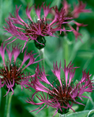 Centaurea bare roots