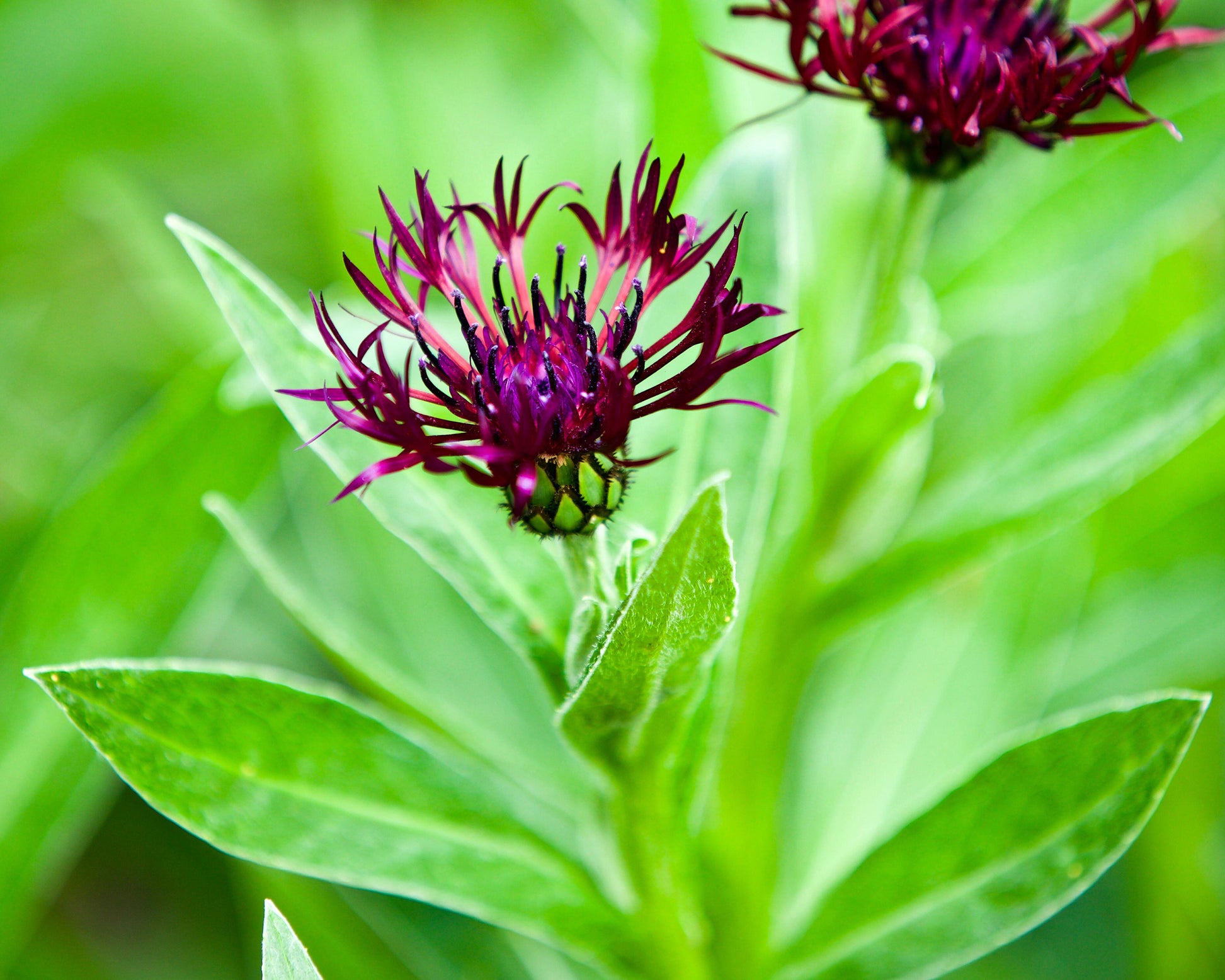 Centaurea montana 'Jordy' bare roots — Buy knapweed plants online at ...