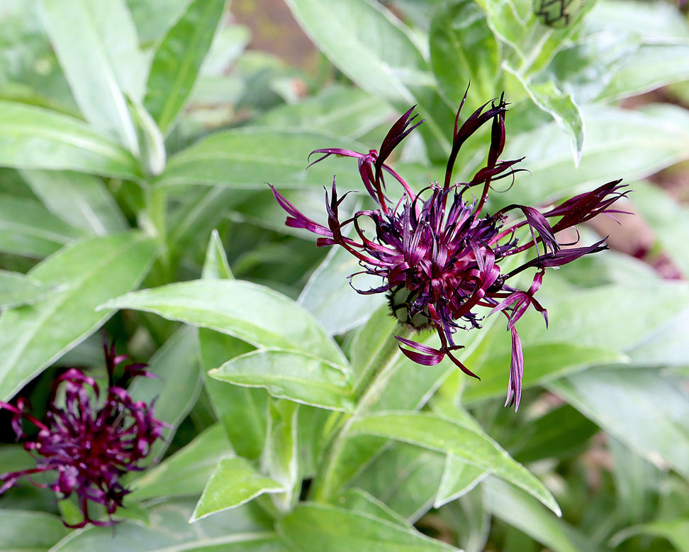 Centaurea 'Jordy'