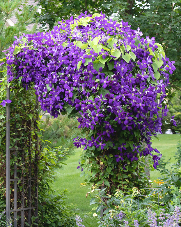 Clematis 'Jackmanii'