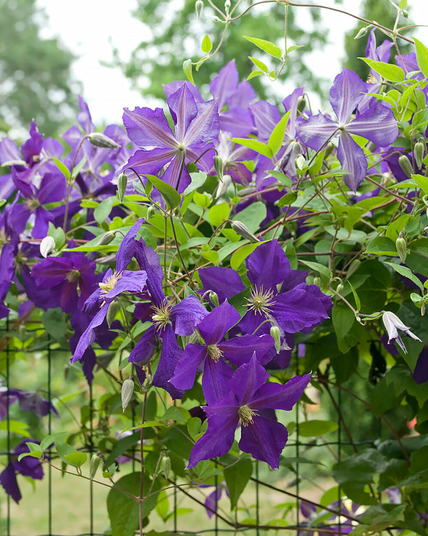 Clematis 'Jackmanii'