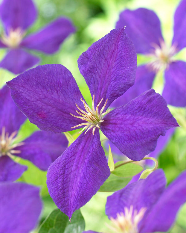 Clematis 'Jackmanii'