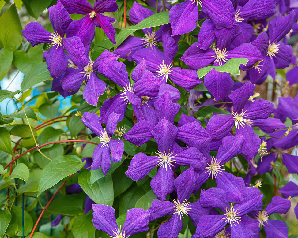 Clematis 'Jackmanii'