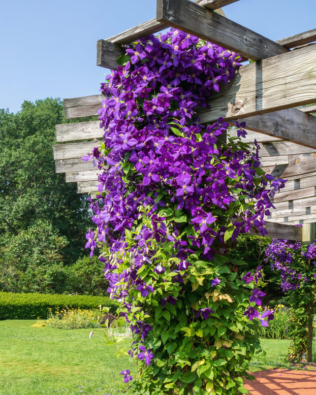 Clematis 'Jackmanii'