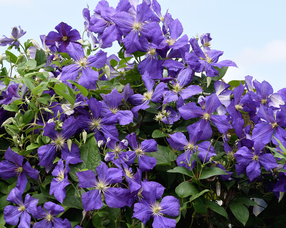 Clematis 'Jackmanii'