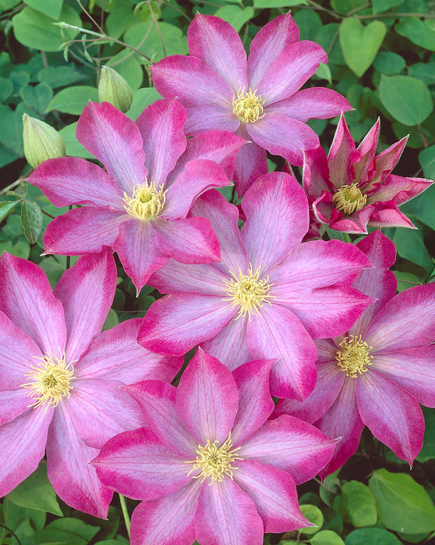 Clematis 'Kakio'