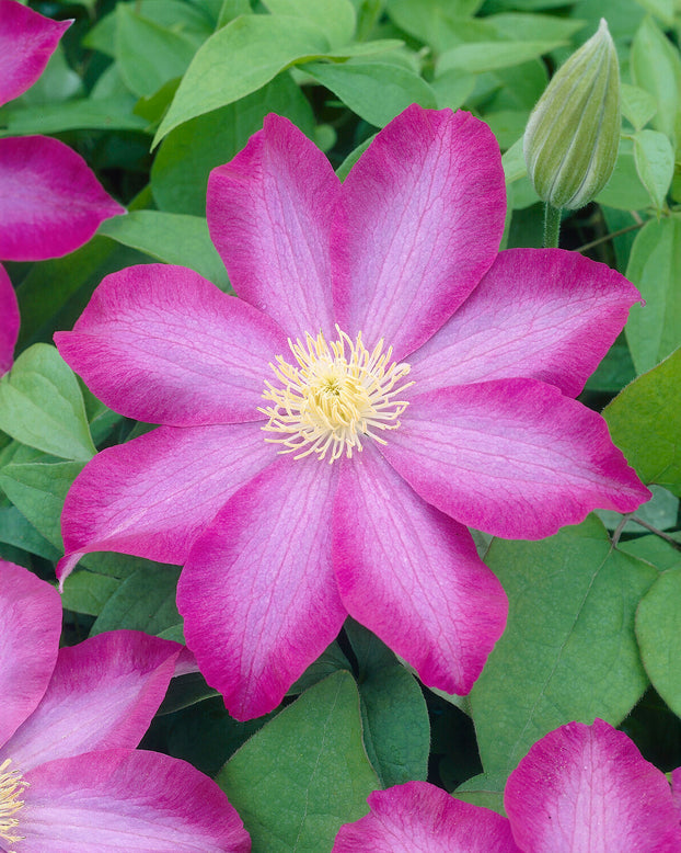 Clematis 'Kakio'