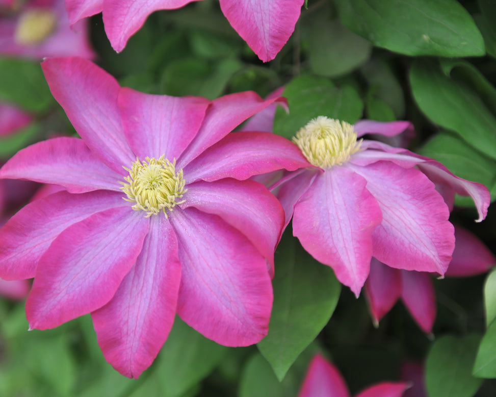 Clematis 'Kakio'