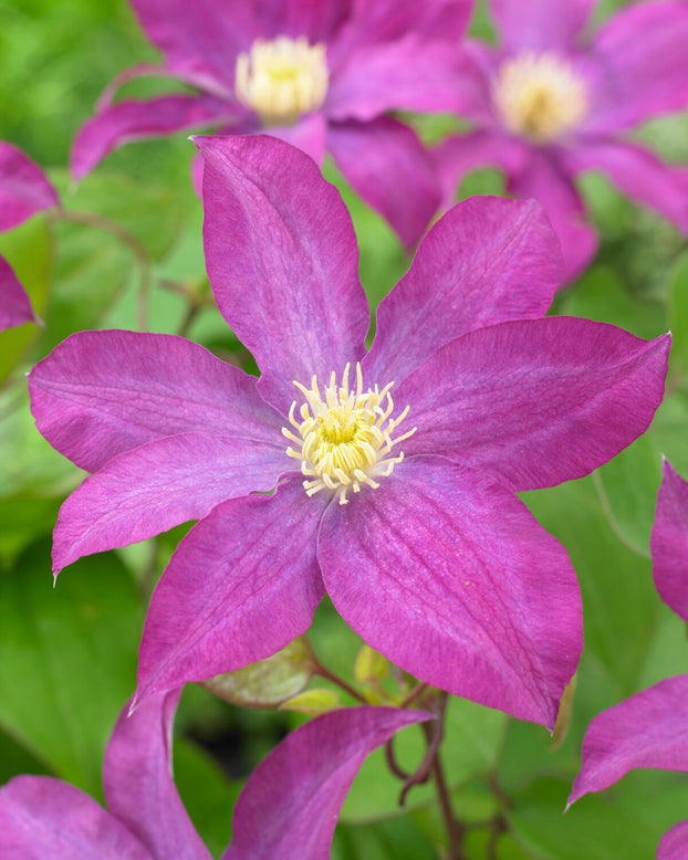 Clematis 'Kakio'