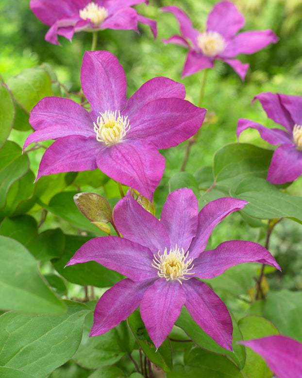 Clematis 'Kakio'