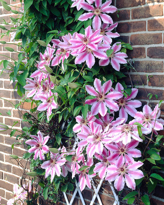 Clematis 'Nelly Moser'