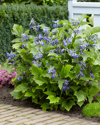 Clematis 'New Love'