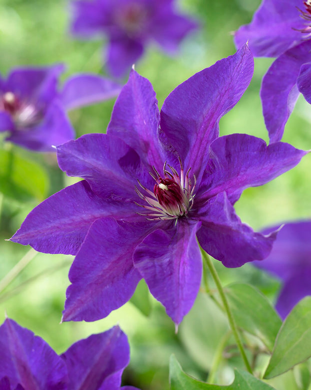 Clematis 'The President'