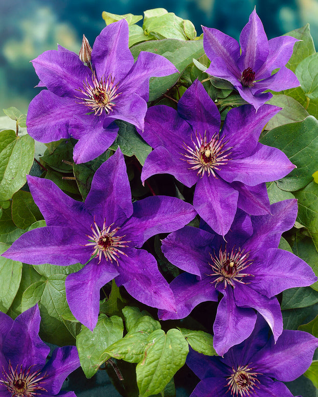 Clematis 'The President'