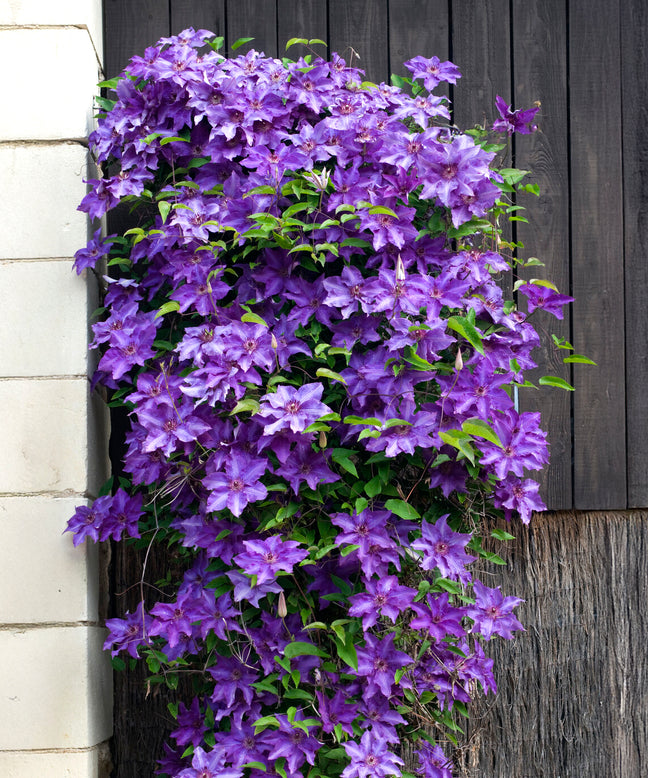 Clematis 'The President'