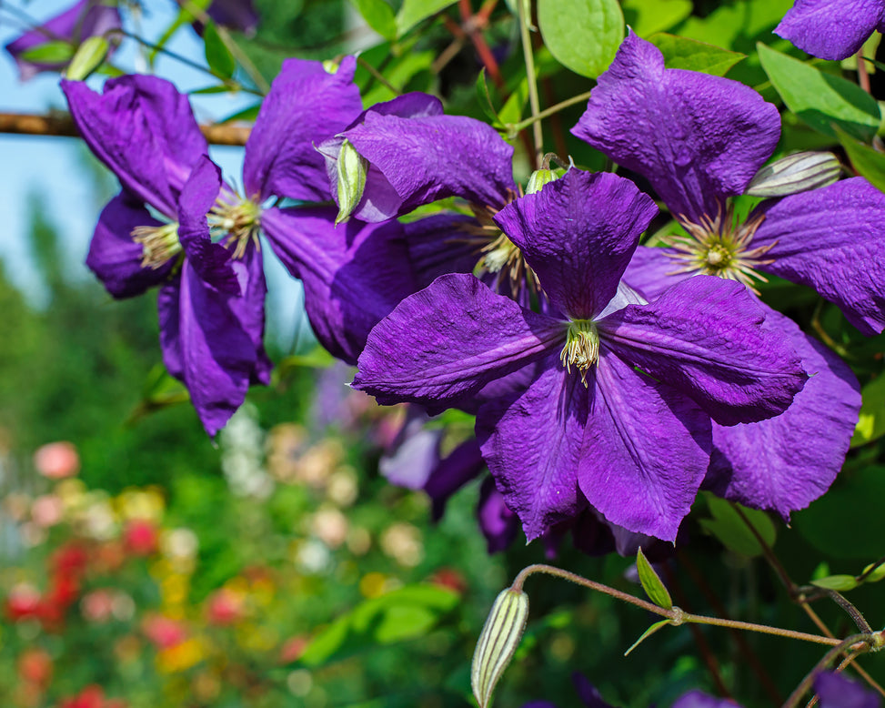 Clematis 'The President'