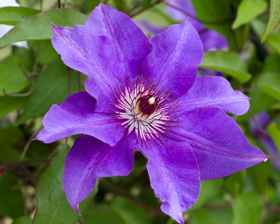 Clematis 'The President'