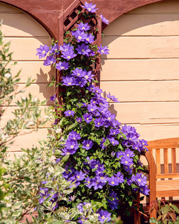 Clematis 'The President'