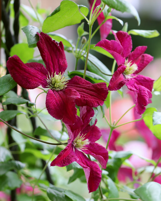 Clematis 'Vitiwester'