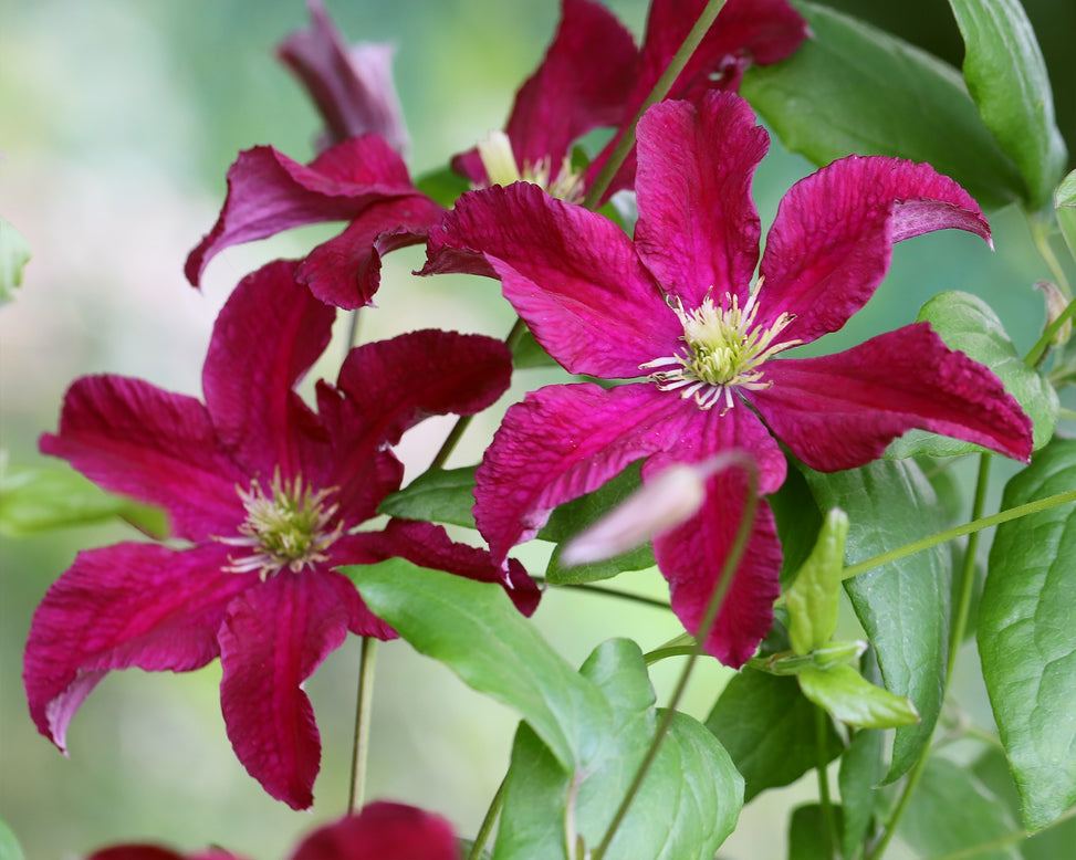 Clematis 'Vitiwester'