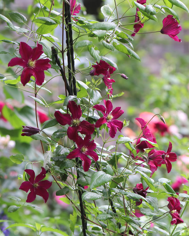 Clematis 'Vitiwester'